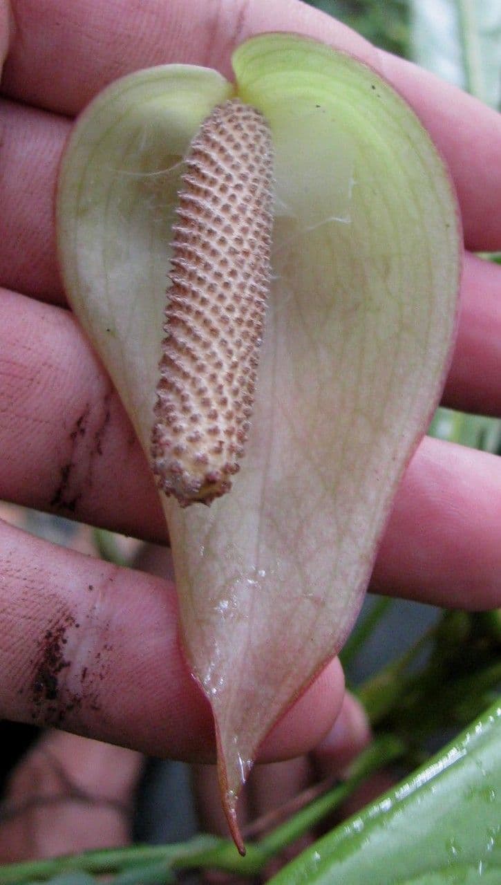 Antúria 2