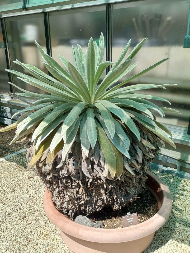 Espeletia di Schultz