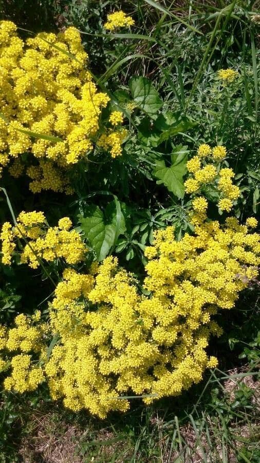 Aurinia saxatilis 13