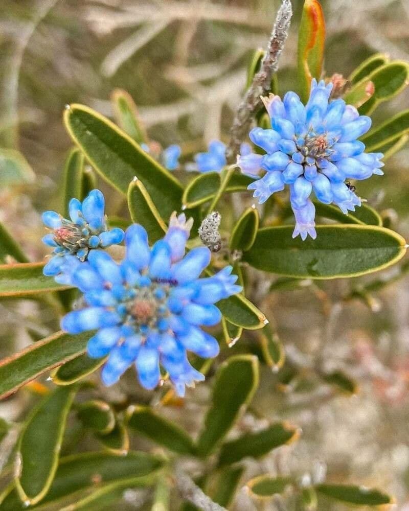 Conospermum