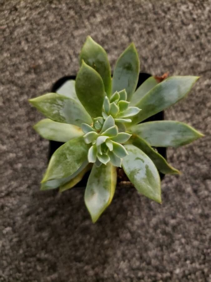 Echeveria elegante 11