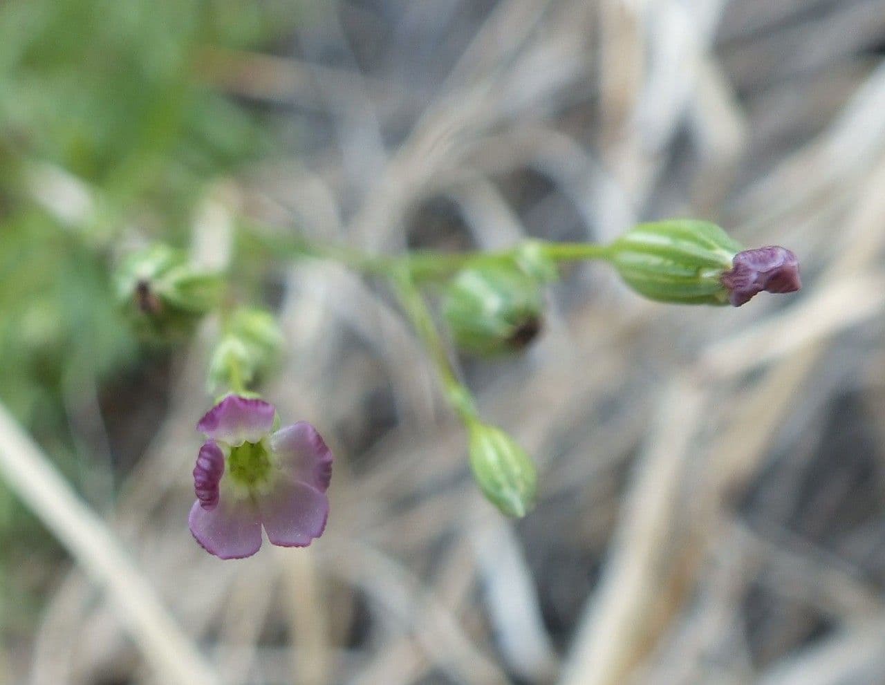 Silene antirrhinum 5