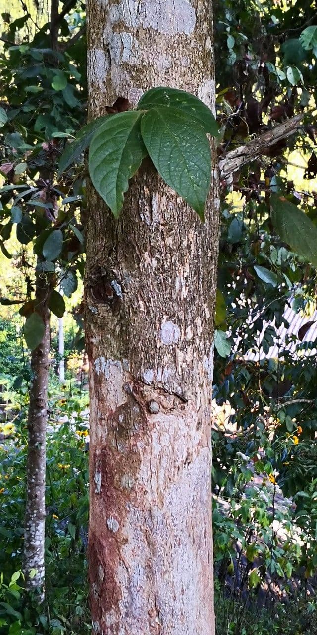 Lagerstroemia tomentosa 7