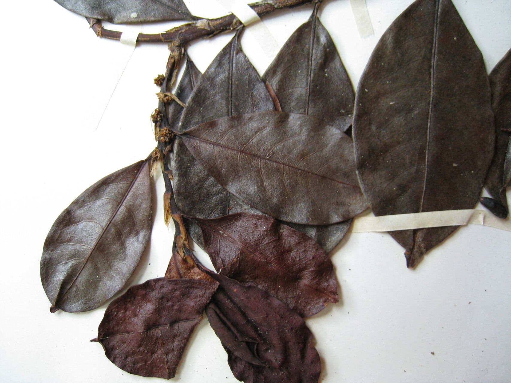 Erythroxylum 3