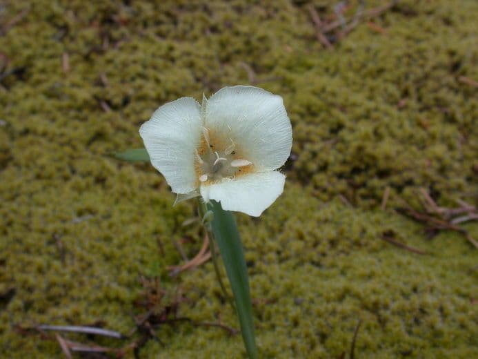 Kalochortus subalpínský 3