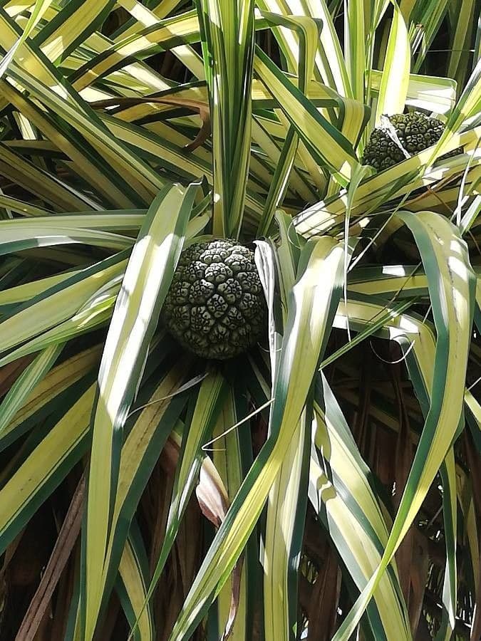 Pandanus tectorius 2