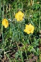 Trollius 2