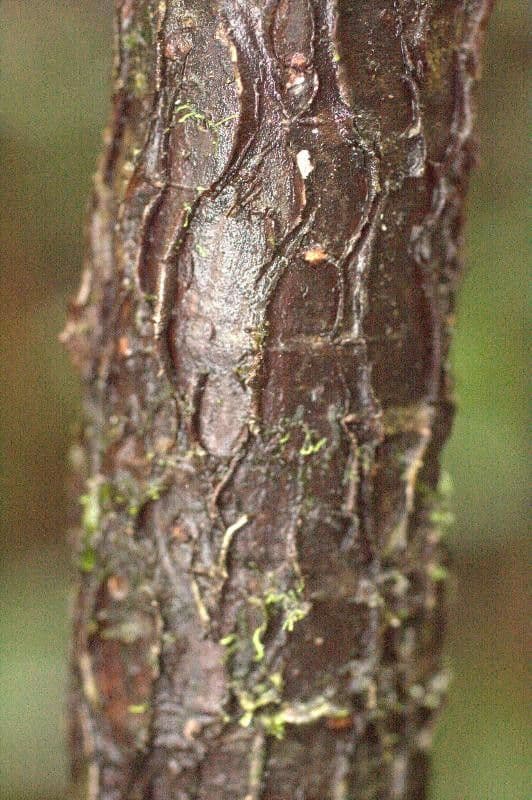 Hymenolobium 6