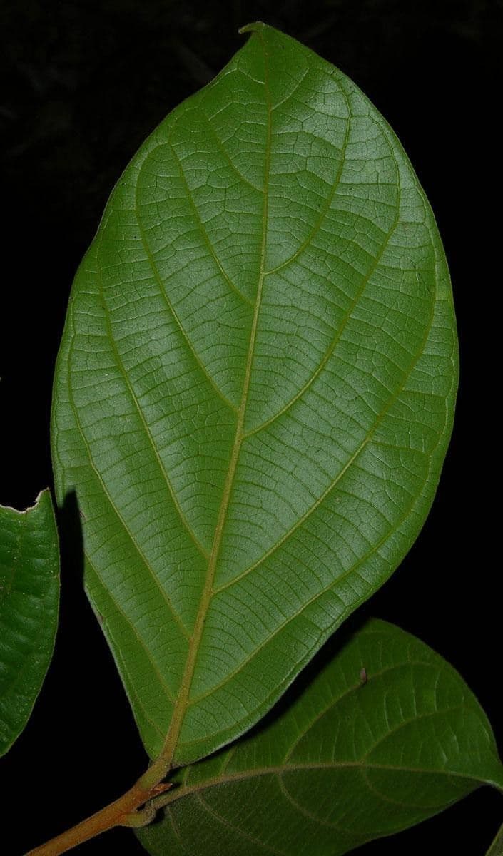 Ocotea 4