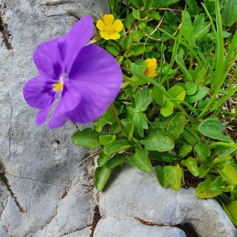 Viola con sperone 14