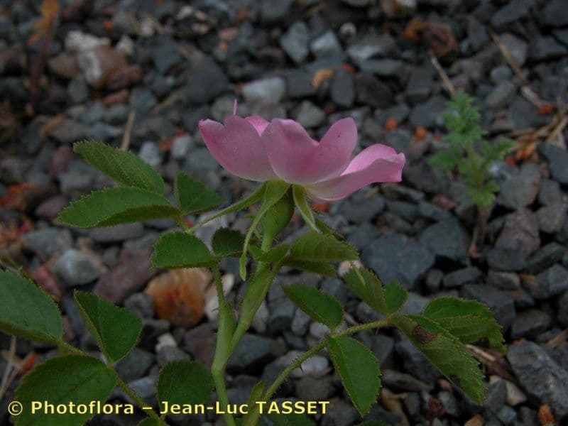 Kleinblütige Rose 26