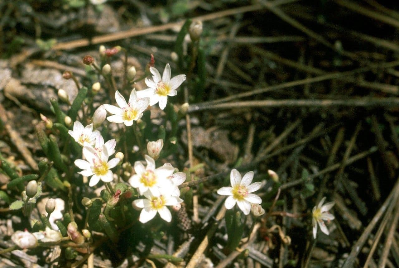 Lewisia nana 7