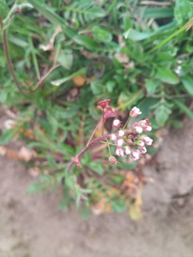 Capsella rubella 6