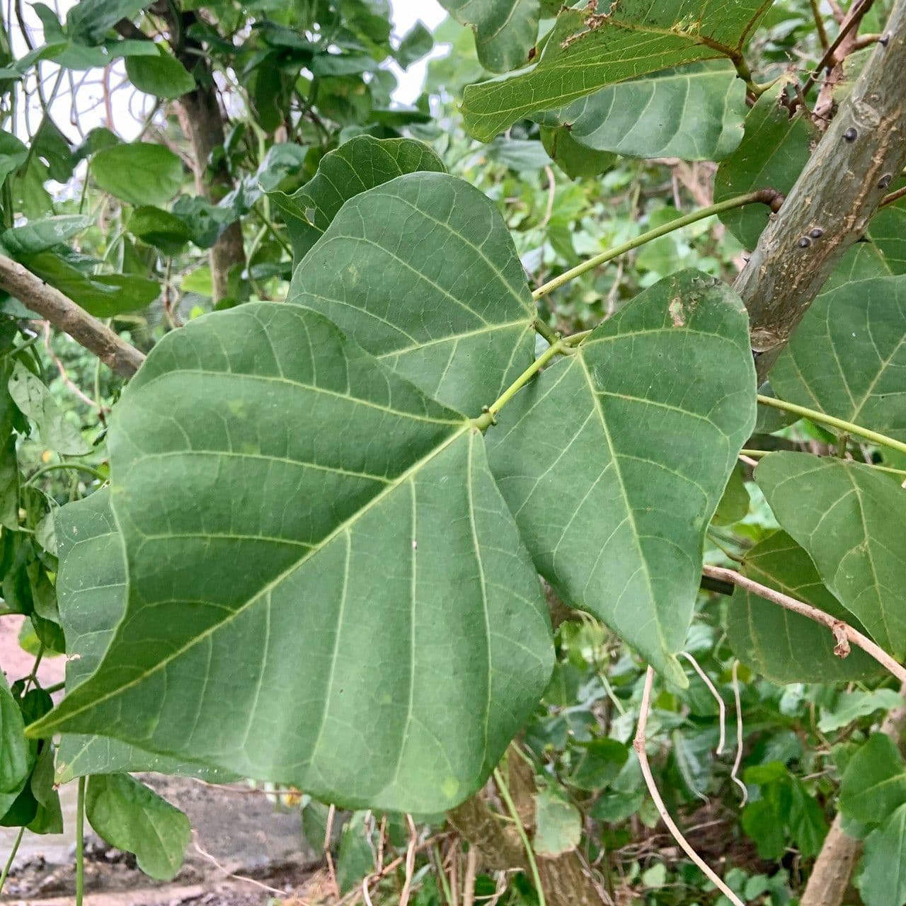 Albero corallo 10