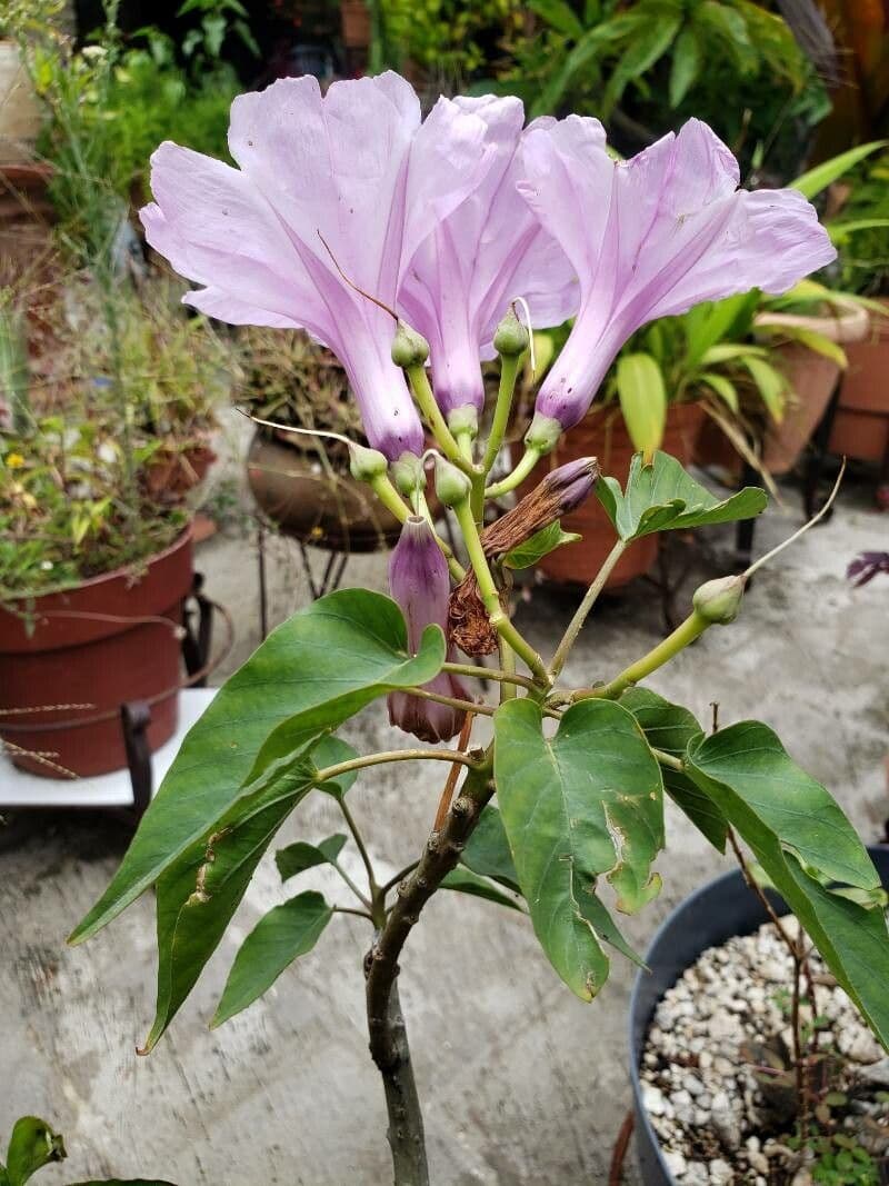 Ipomea carnosa 19