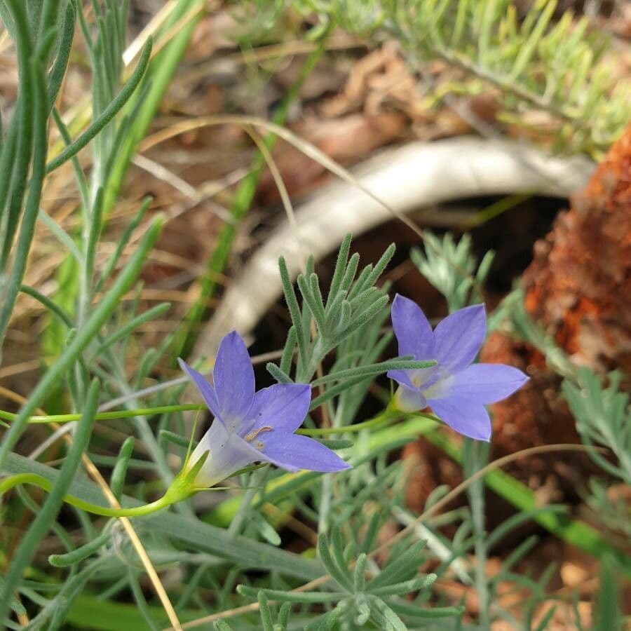 Wahlenbergia stricta 2