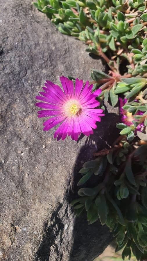 Pianta di ghiaccio 5