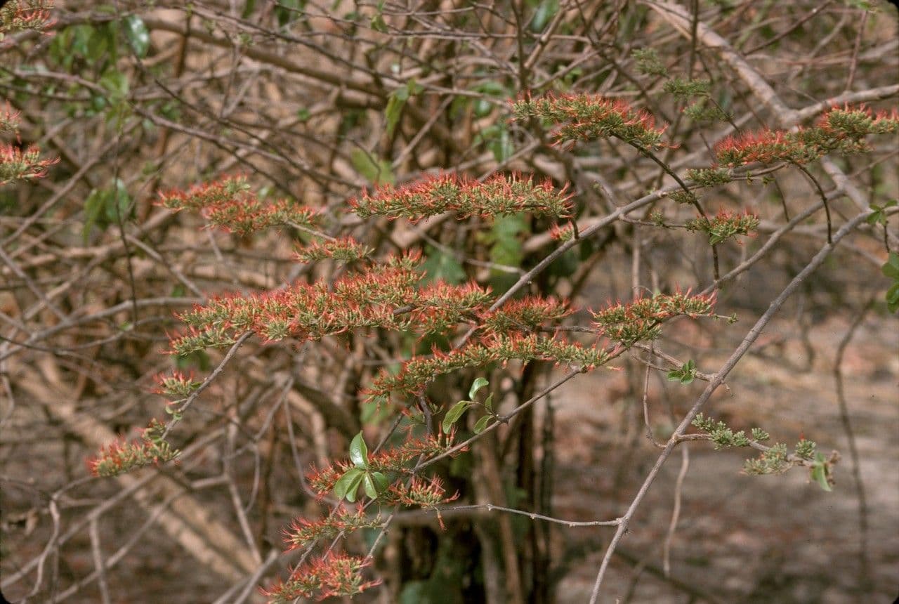 Combretum paniculatum 6