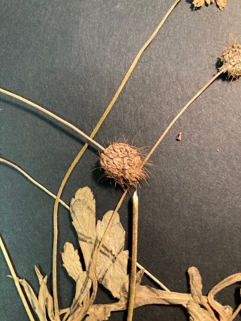 Scabiosa triandra 4