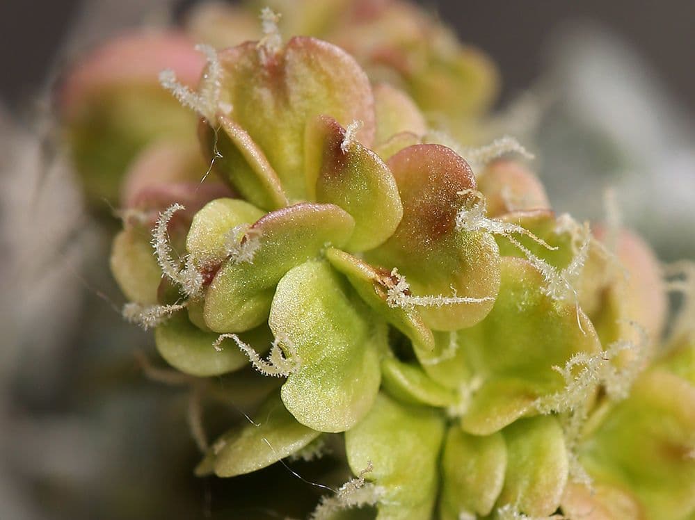Grayia spinosa 5