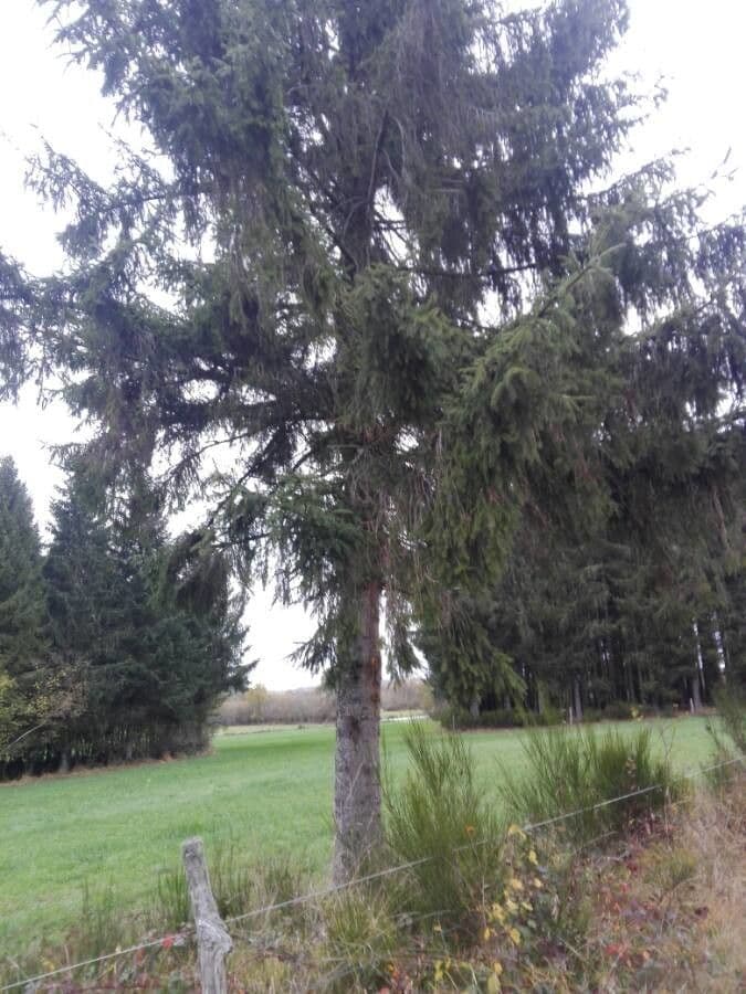 Rotfichte 14