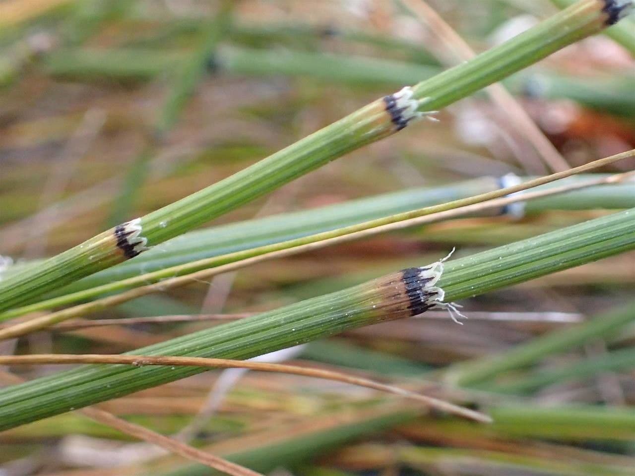 Equiseto variegato 6