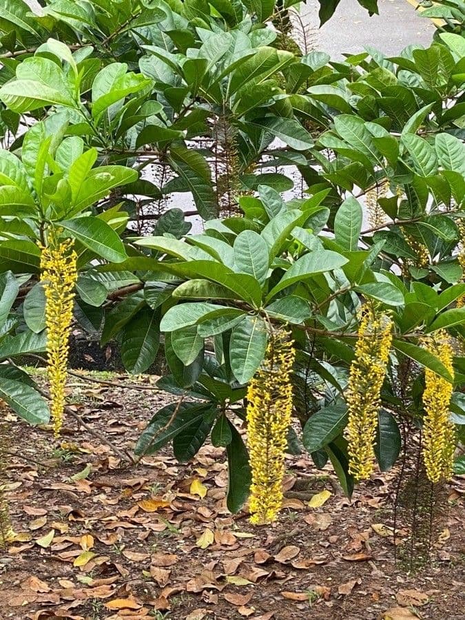 Lophanthera 3