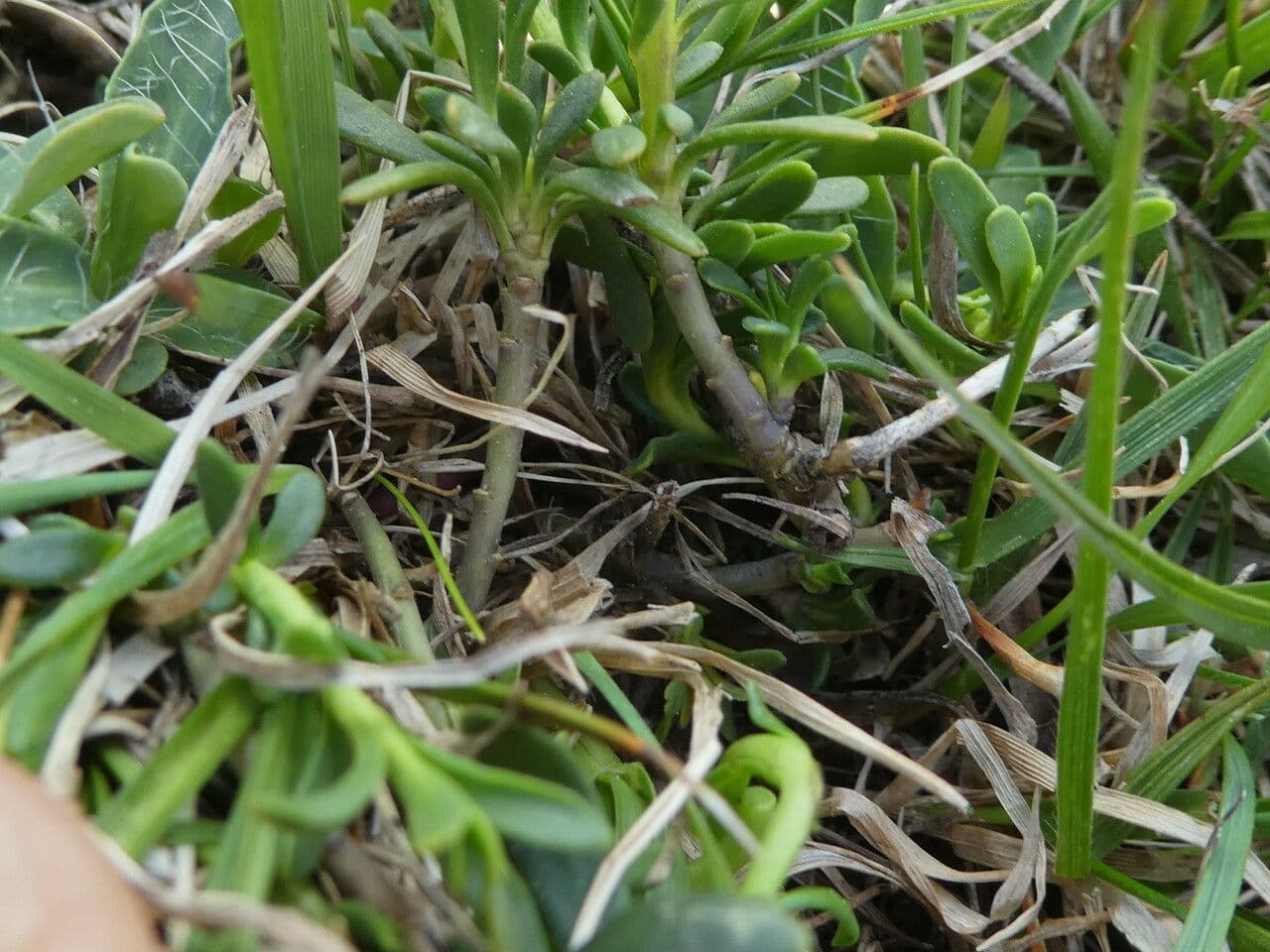 Iberis sempreverde 21