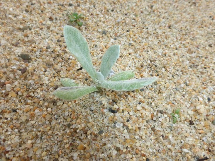 Pseudognaphalium stramineum 13
