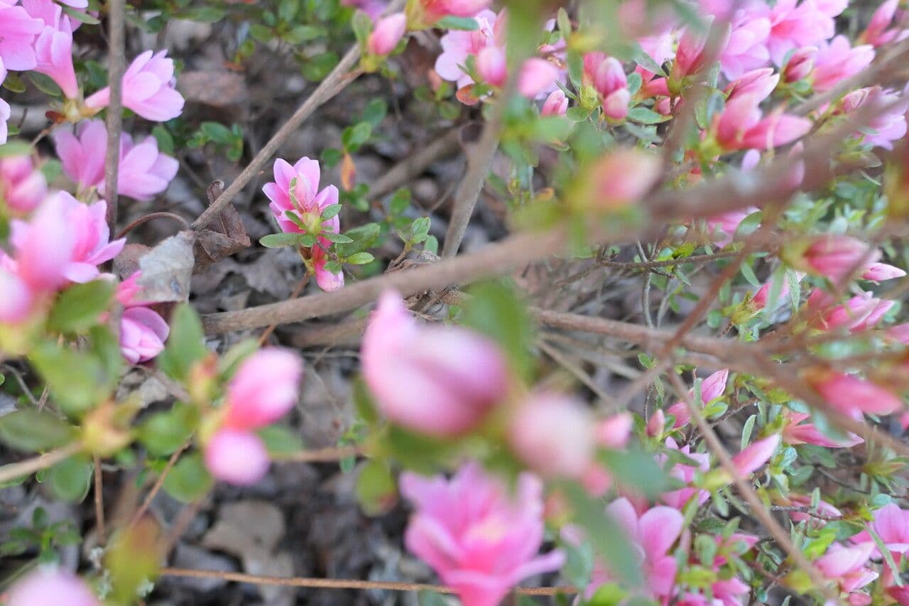Rhododendron 22