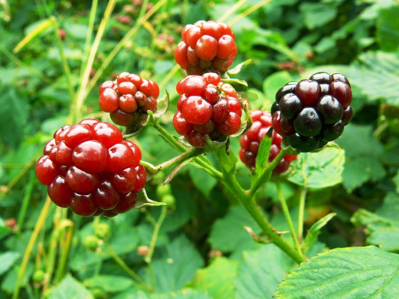 Rote Brombeere 2