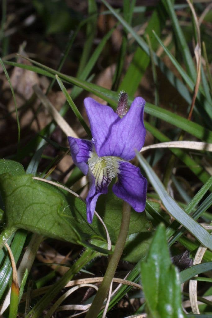 Viola 3