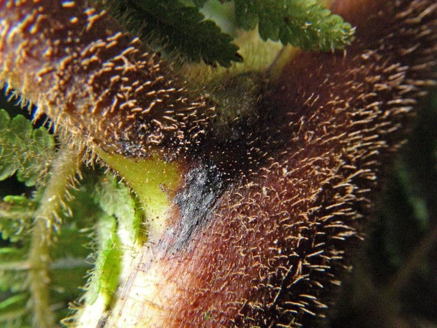 Cyathea bicrenata 19