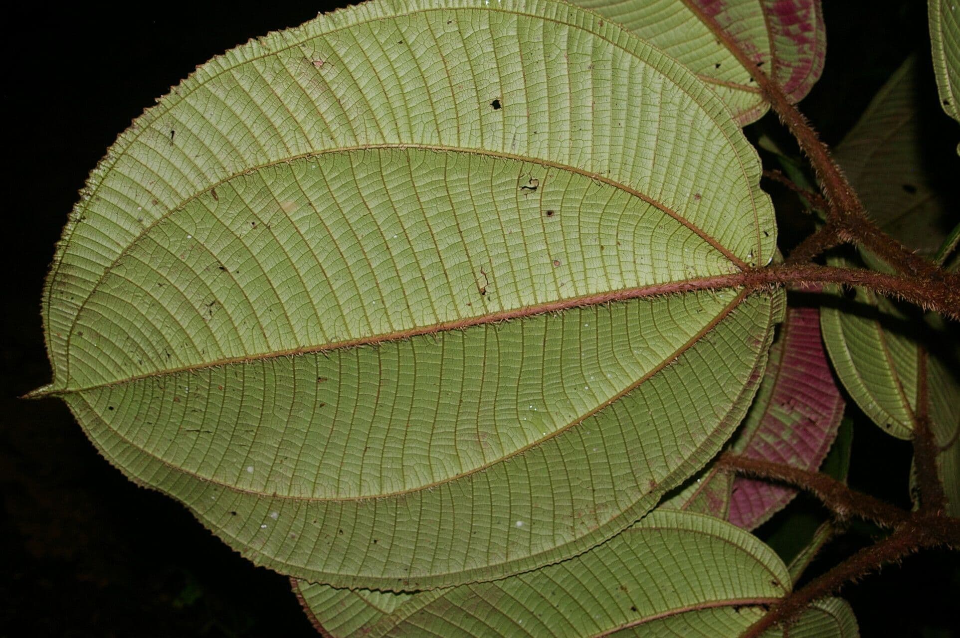 Miconia pallida 3