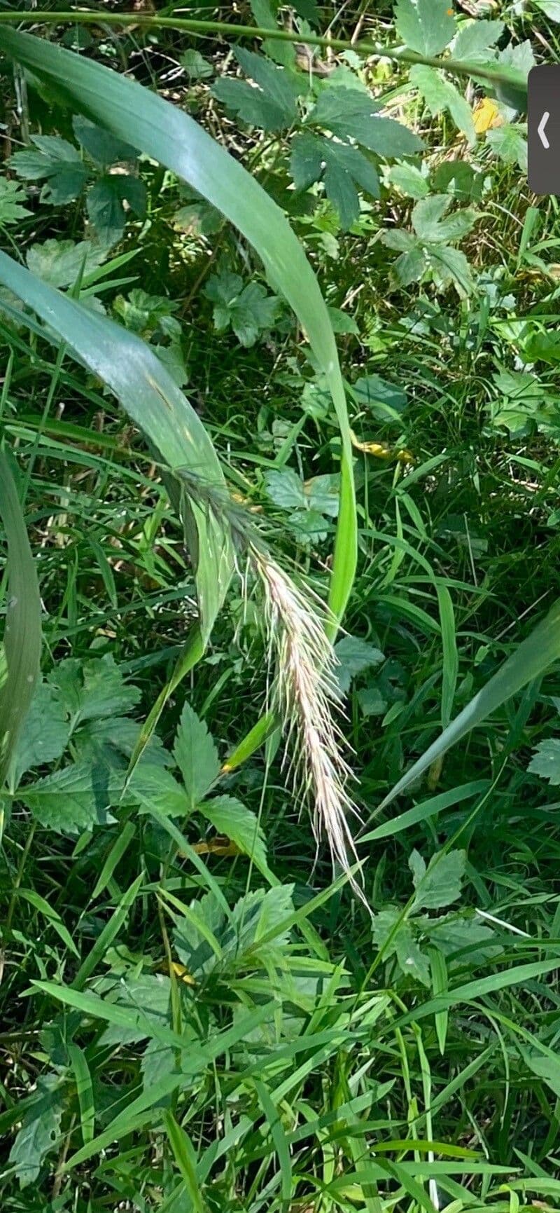 Elymus canadensis 10