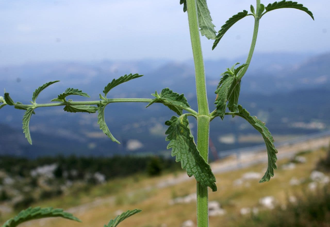 Kleinblättrige Katzenminze 12