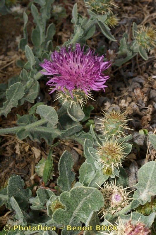 Centaurea 22