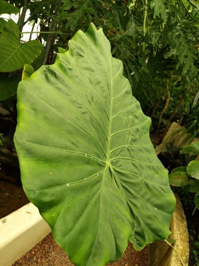 Taro 18