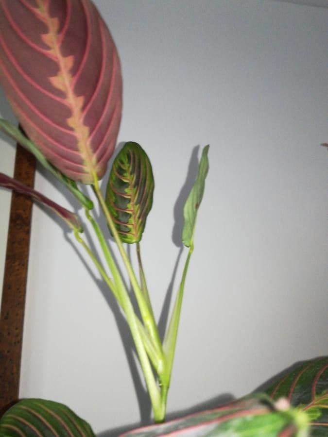 Maranta 19