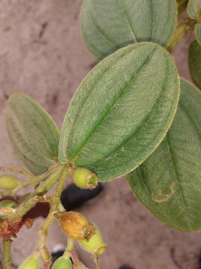 Pleroma 5