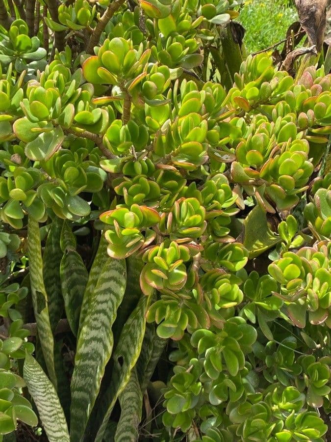 Pfennigbaum 13