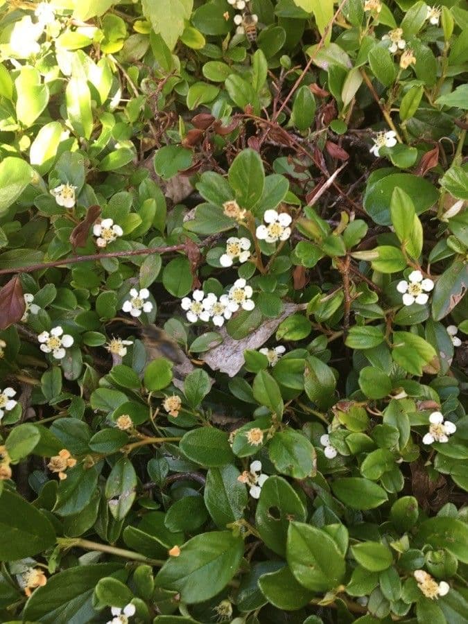 Cotoneaster de hoja entera 9