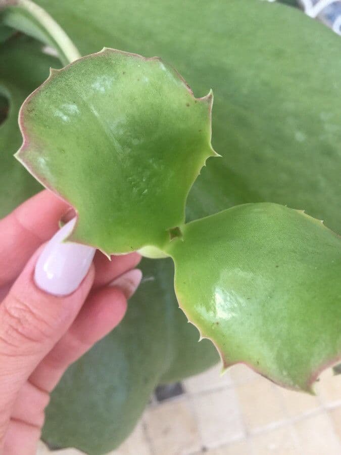 Kalanchoe 9