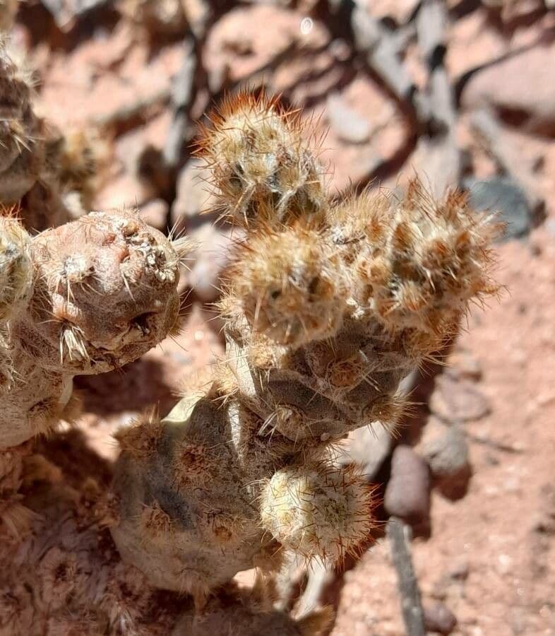 Tephrocactus 5