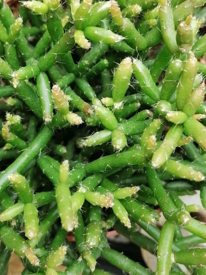 Rhipsalis 8