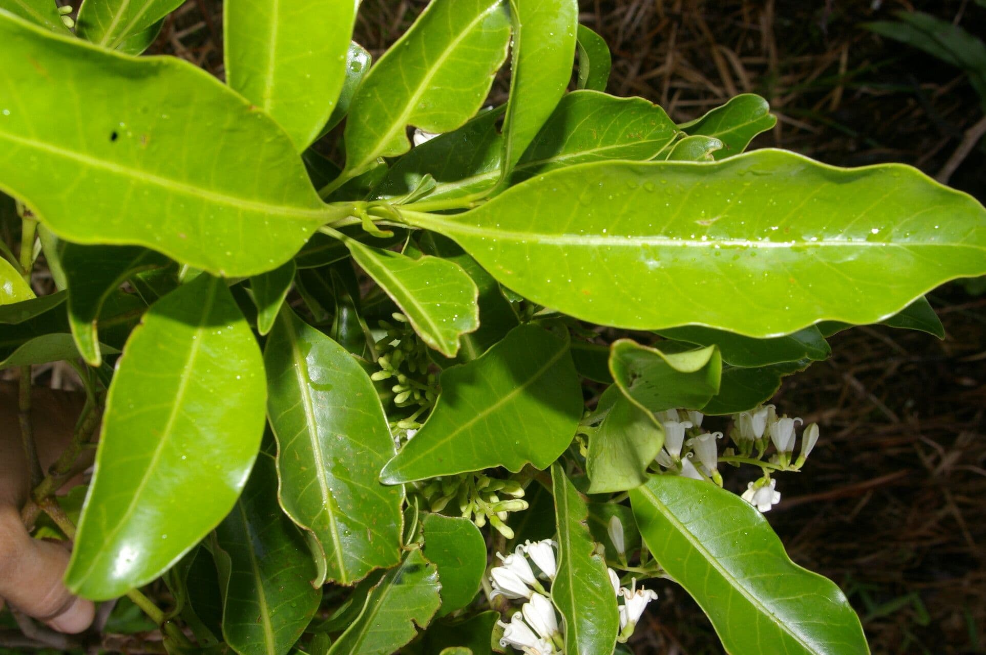 Chiococca 8