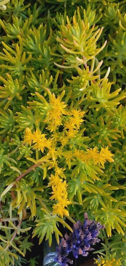 Sedum messicano 2