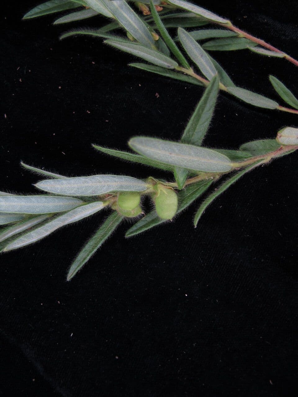 Eriosema 4