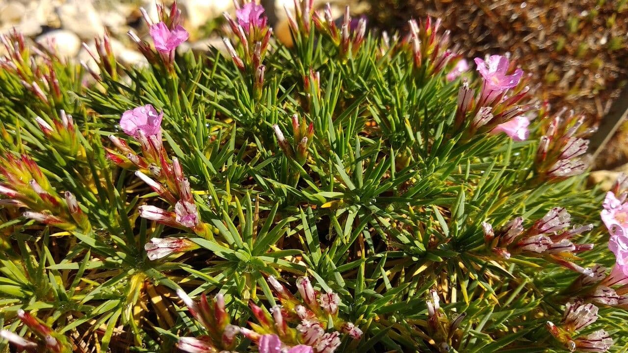 Acantholimon 14