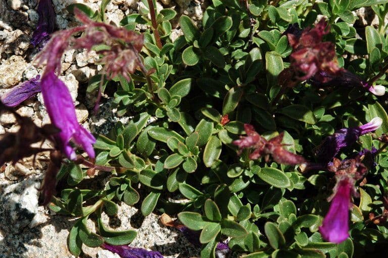 Penstemon Davidsona 6